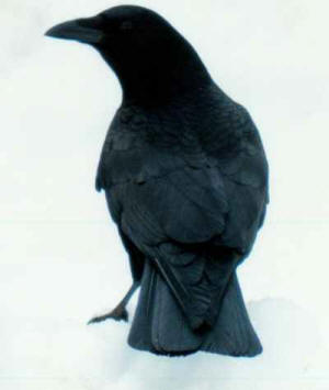 crow.jpg